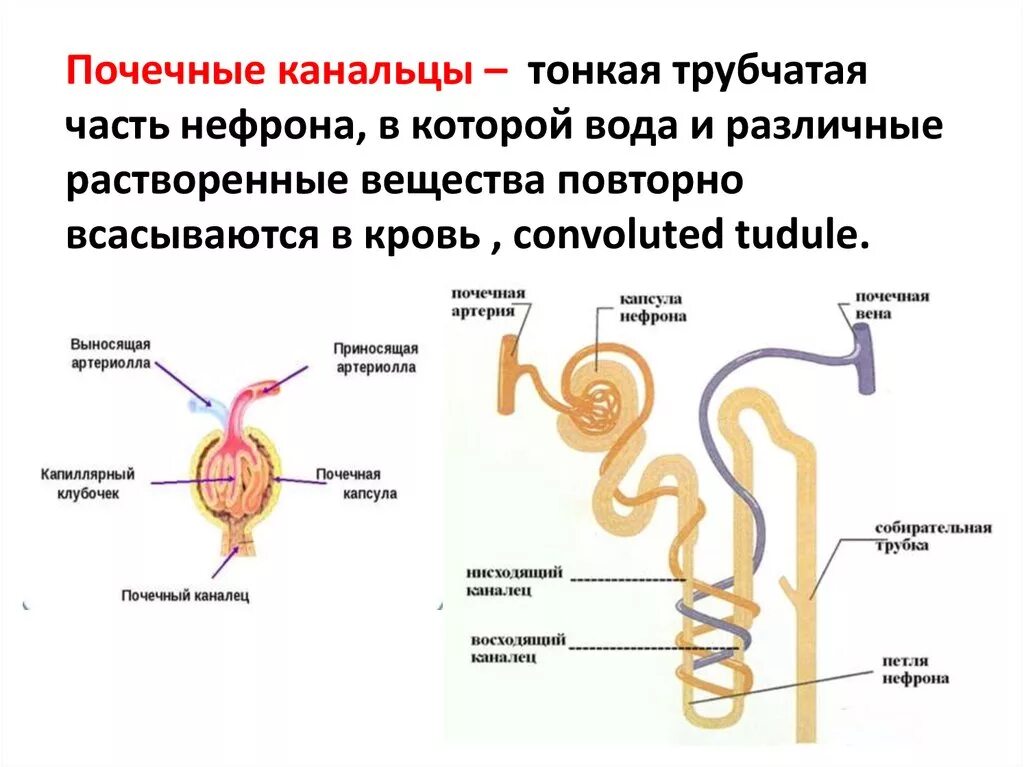 Какая кровь в капиллярном клубочке нефрона. Почечные канальцы нефрона. Капсула нефрона гистология. Строение нефрона рисунок гистология. Нисходящий каналец нефрона.