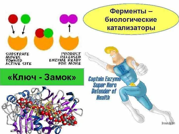 Ферменты это биологические катализаторы белковой природы. Биологические катализаторы 10 класс конспект биология. Биологические катализаторы белковой природы. Биологические катализаторы. Биологические катализаторы 10 класс конспект биология.