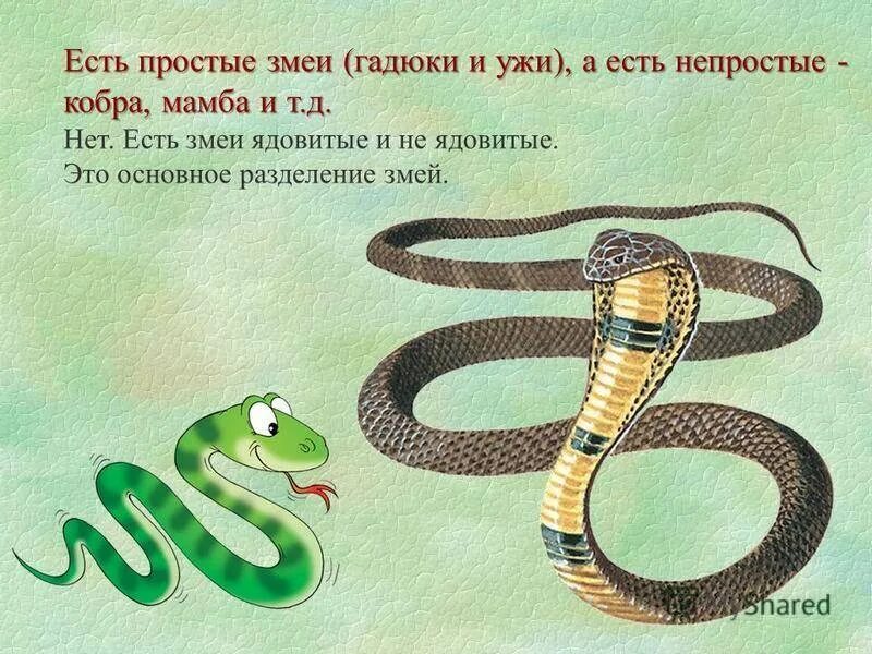 Загадка змея для детей. Загадка про змею для детей. Загадки про змей для детей. Змеи картинки с названиями и описанием.