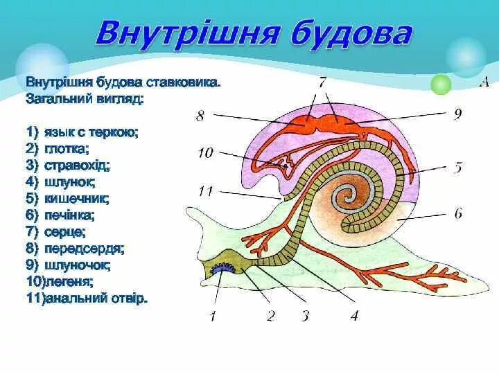 Строение брюхоногих моллюсков на примере прудовика Большой прудовик