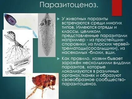 Описание животных паразитов