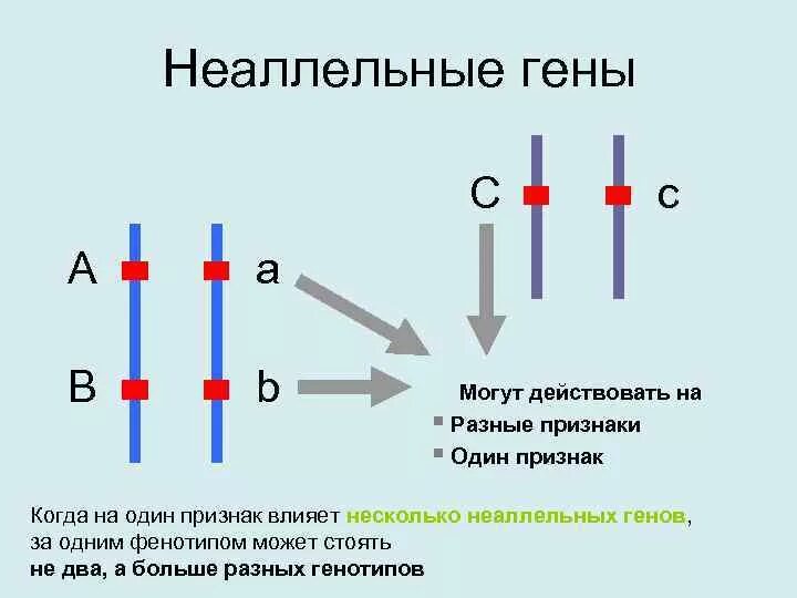 Аллельная пара генов это. Взаимодействие аллельных генов схема. Аллельные и неаллельные гены взаимодействие. Схема типы взаимодействия аллельных генов. Неаллельные гены комплементарность.