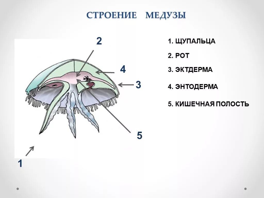 Медуза состоит из 1 клетки. Строение сцифоидной медузы. внутреннее строение медузы. aurelia aurita медуза строение. медуза корнерот внутреннее строение.
