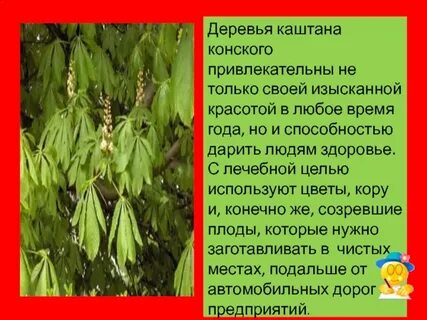 Свойства каштана