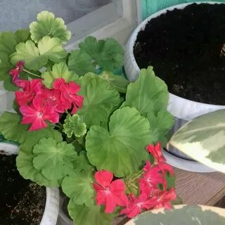 Разные герани в один горшок