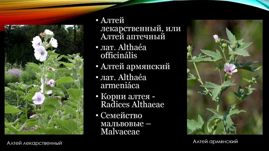 Беловодье корень алтей 50 г. Действие алтея лекарственного. Алтей лекарственный (althaea officinalis). Действие алтея лекарственного. Алтея лекарственного трава.