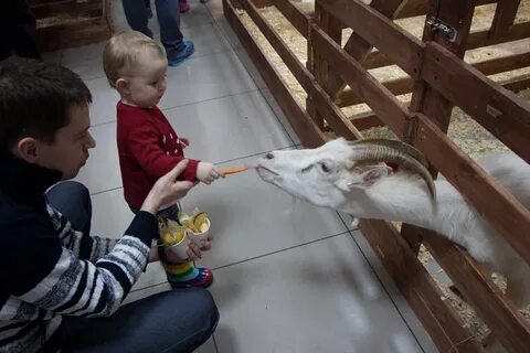 Контактный зоопарк видное