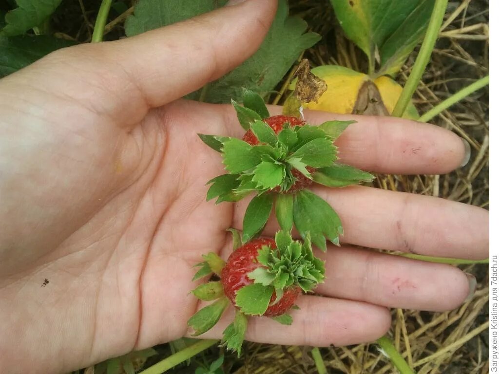 Можно ли листья клубники. Проросшая ягода клубники. Земляника листья. Листочки клубники. Листок земляники.