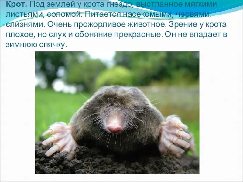Какую пользу и вред приносят кроты. Крот в почве. крот под землей. обоняние крота. как кроты ориентируются под землей.