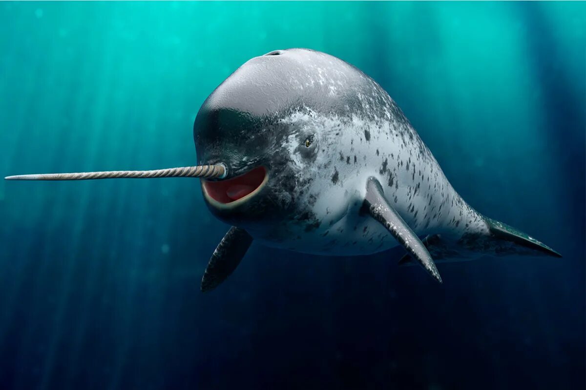 Дельфин нарвал. Млекопитающее с рогом. Нарвал морской единорог. Нарвал рыба. Нарвал арктика.