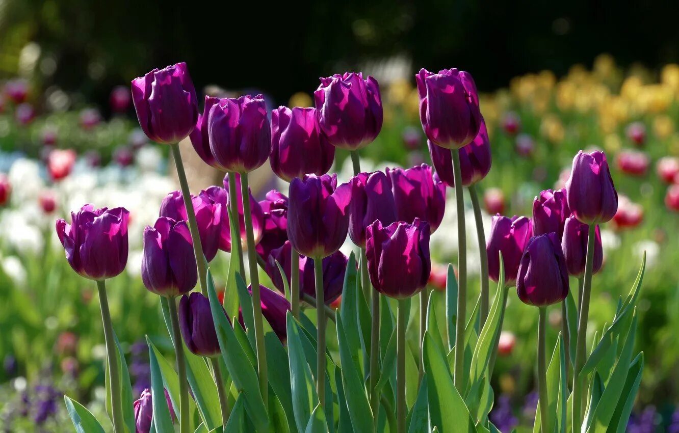 Что означают фиолетовые тюльпаны. Тюльпан Пурпл Скай. Тюльпан либридже. Тюльпан Лилак тайм. Тюльпан Пурпл Вайолет.