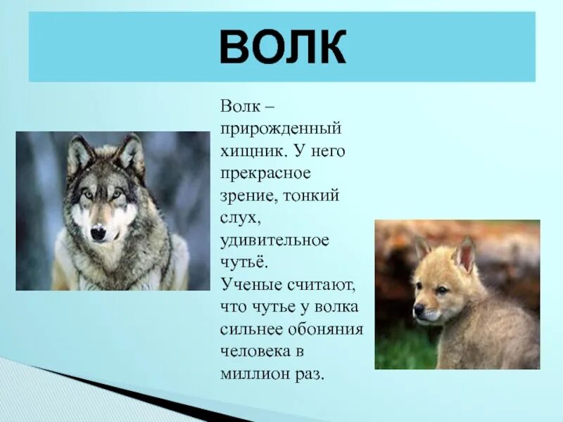 Волк какой хищник. Хищные животные волки. Описание волка. Слух волка. Хищный волк.