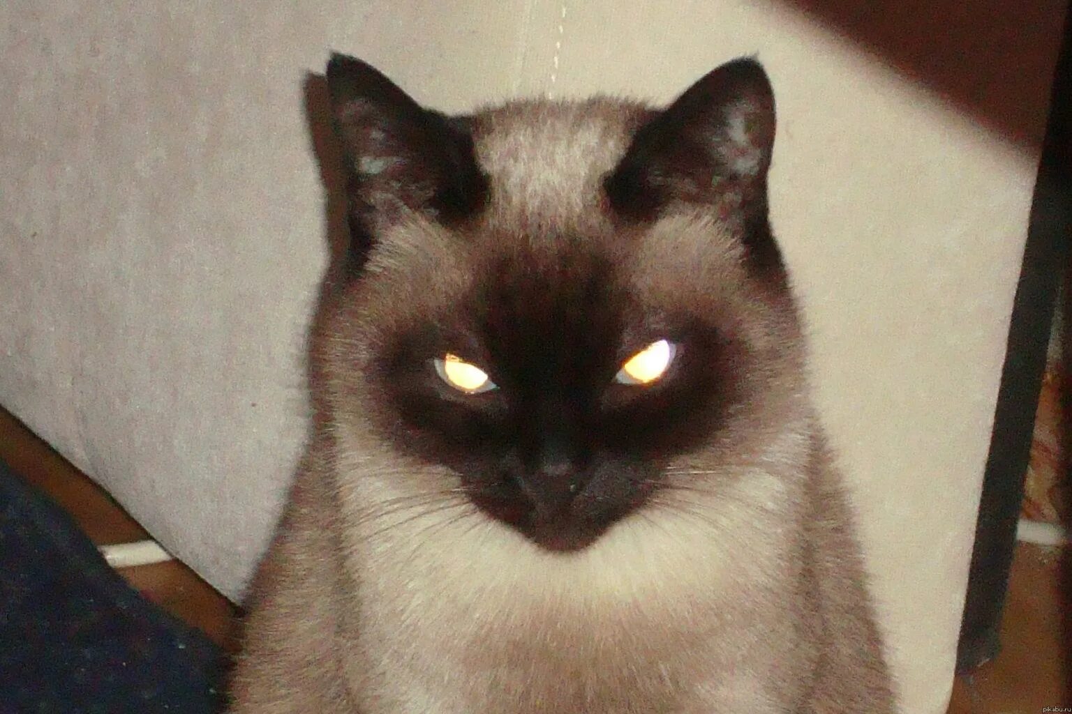Ни коты