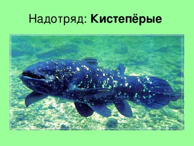 Кистеперые рыбы птицы