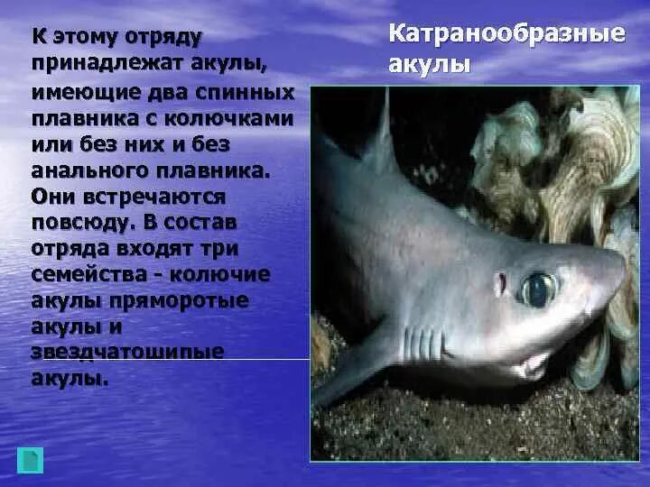 Обитателем какой среды является акула. Рассказ о акуле молот. акула с двумя плавниками. акула молот факты.