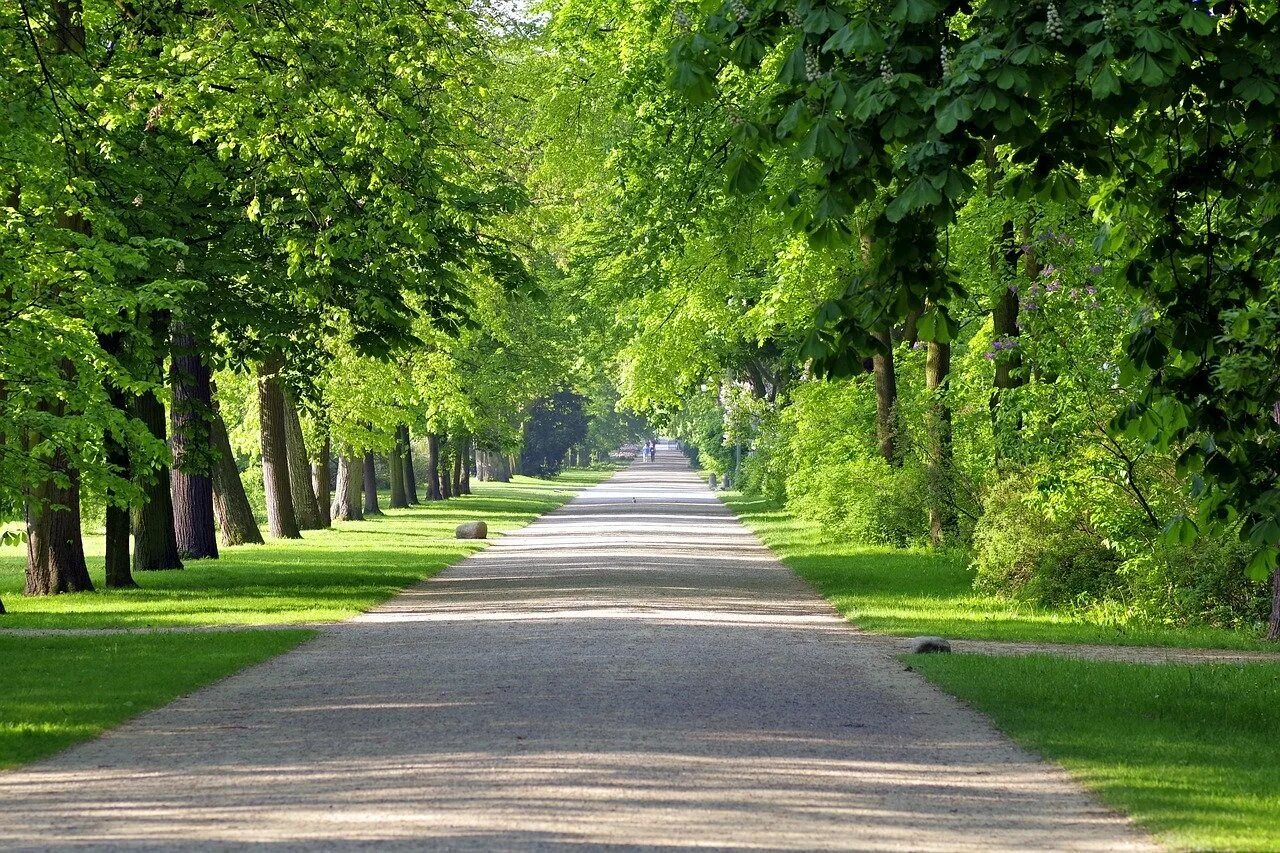 Парк в лесу. Лесные улочки. Улицы десные. Орегон лес. Фото улицы леса.