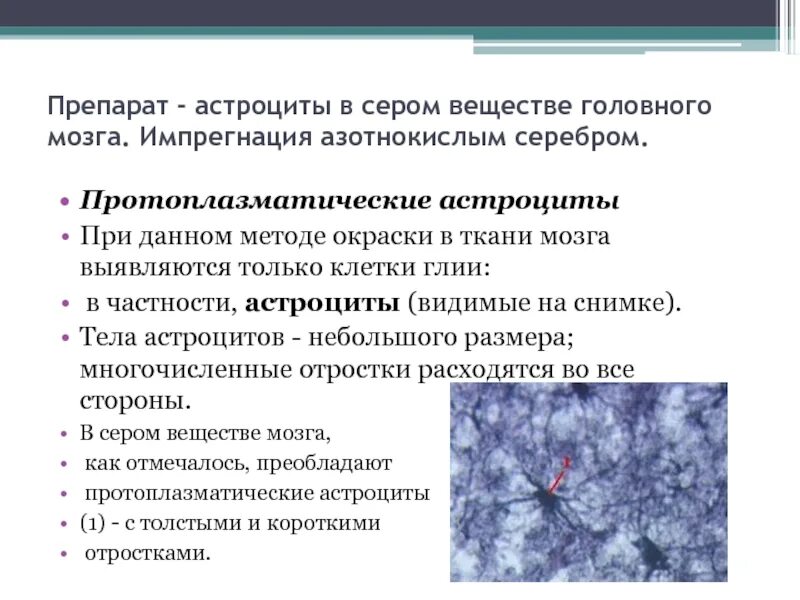 Функции астроцитов. Протоплазменные астроциты. Импрегнация азотнокислым серебром. Функции протоплазматических астроцитов. Протоплазматические астроциты окраска.