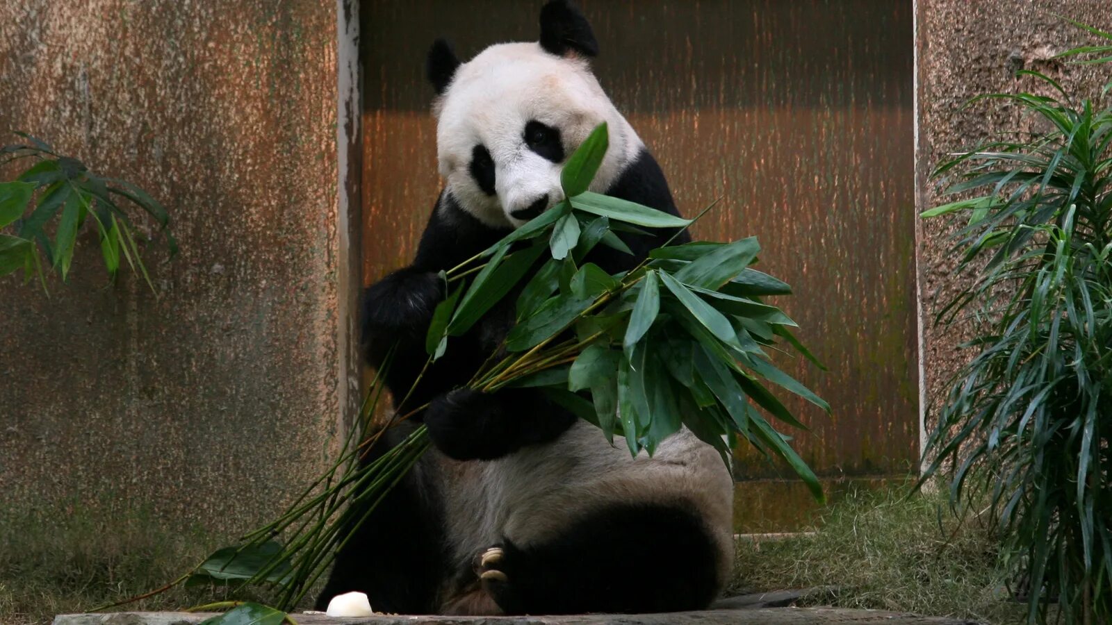 Панда в Китае. Самая Старая Панда в мире. Панда в китайском зоопарке. Мир панды.