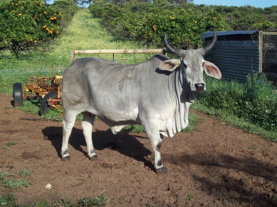 Кубинский бык. Аравийский зебу. Зебу породы гир. Особая примета зебу сканворд. Дикий зебу.