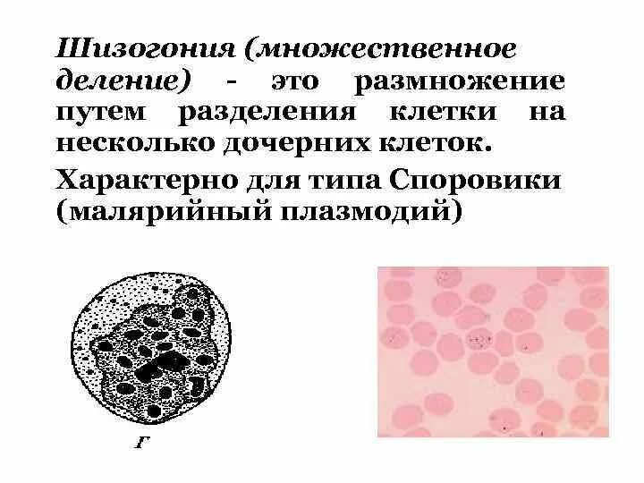 Размножение шизогонией рисунок. Шизогония у водорослей. Шизогония это бесполое размножение. Множественное деление шизогония. Шизогония половое или бесполое.