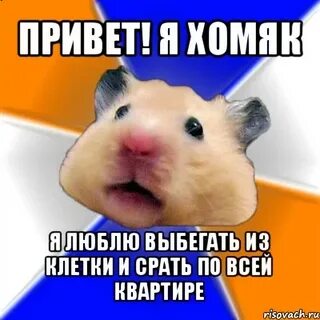 Hamster meme violin