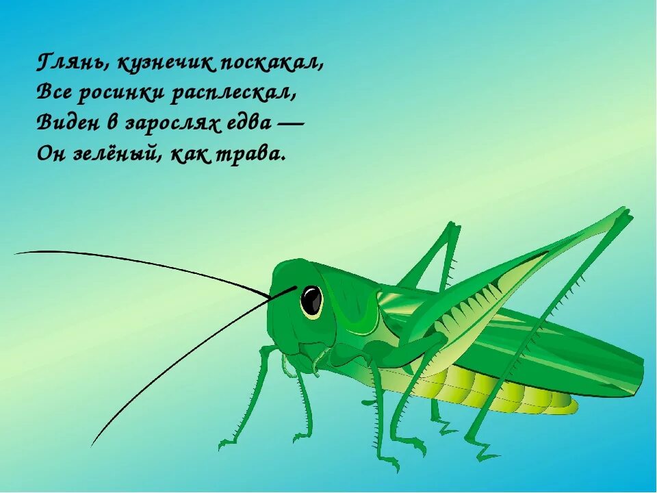 Почему кузнечик имеет такую окраску. Стихи про насекомых для детей. Стихотворение про кузнечика. Стих про кузнечика. Стих про кузнечика для детей.