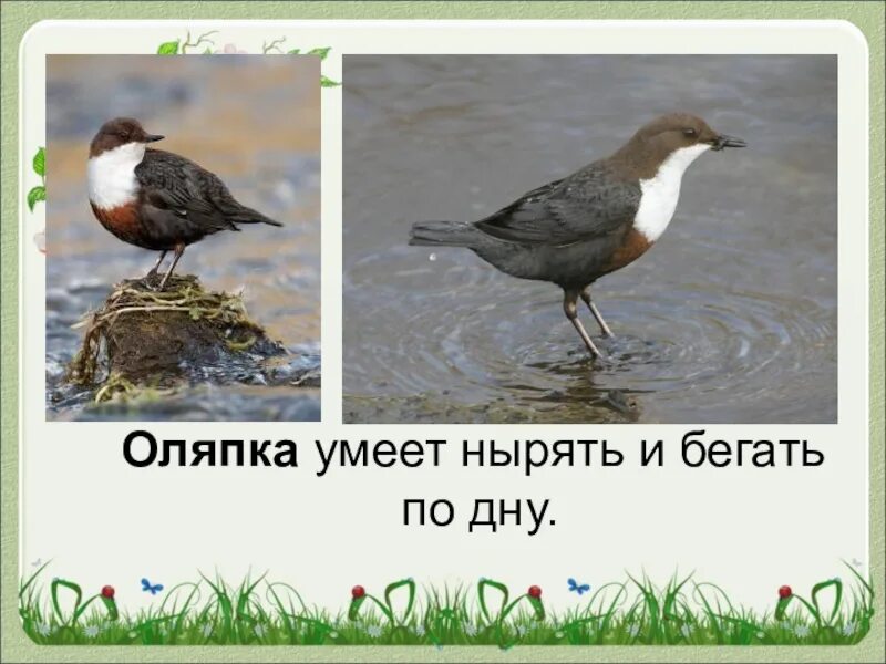 Что не умеют птицы. Животные которые умеют летать. Птица которая ходит по дну. Оляпка обыкновенная. Какая птица подражает голосам многих птиц.