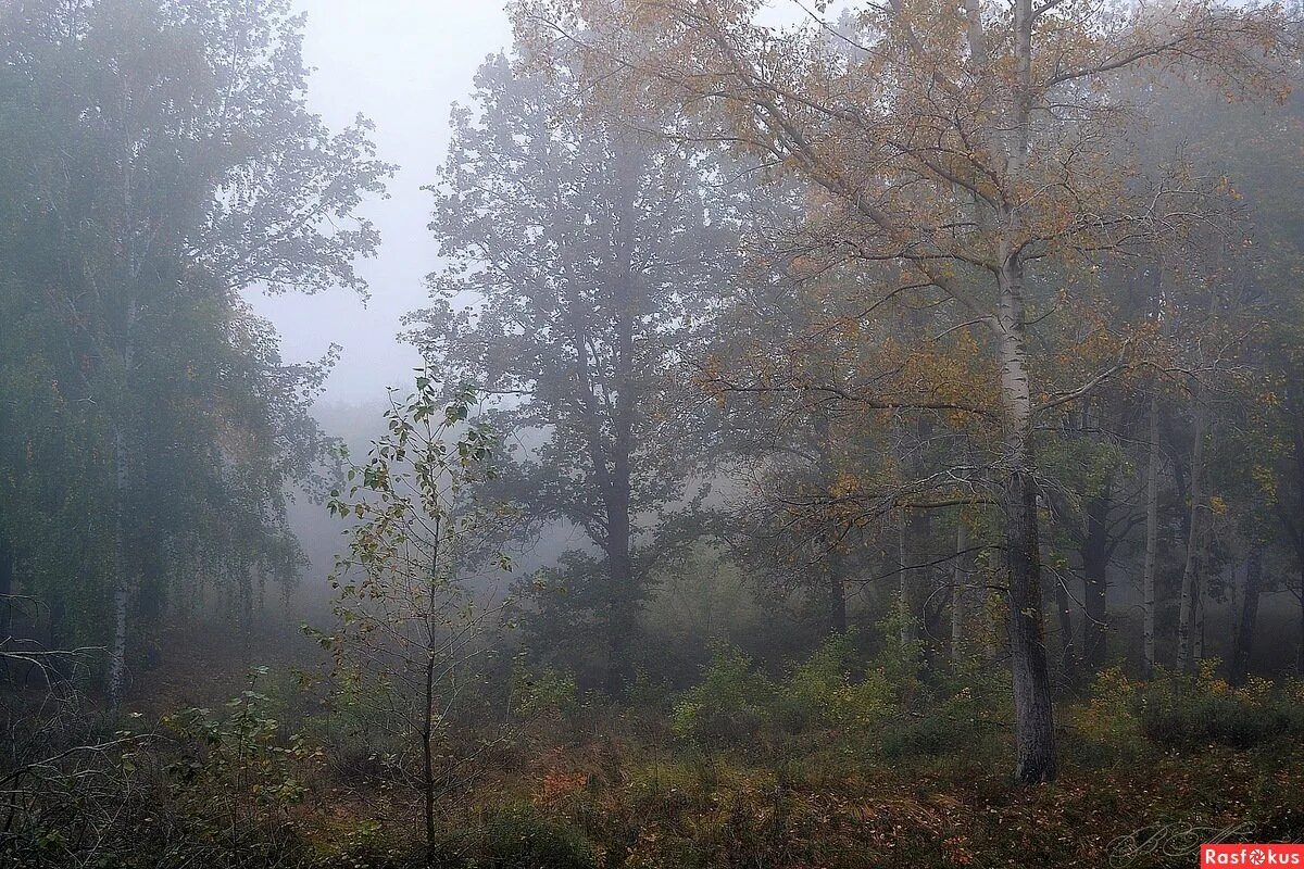 пасмурный пейзаж. шум дождя в лесу! звуки природы! звуки дождя для сна!. синтаксический разбор шумящая. шум дождя и раскаты грома. русь белоствольная.