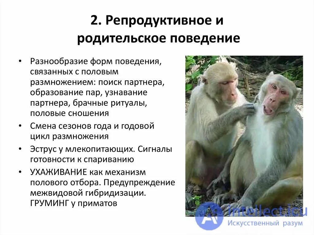 Поведение животных и ее формы. Репродуктивное поведение животных. родительское поведение млекопитающих. характер поведения животных. формы поведения животных.