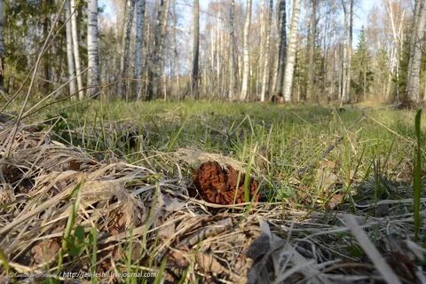 Прогулка по майскому лесу