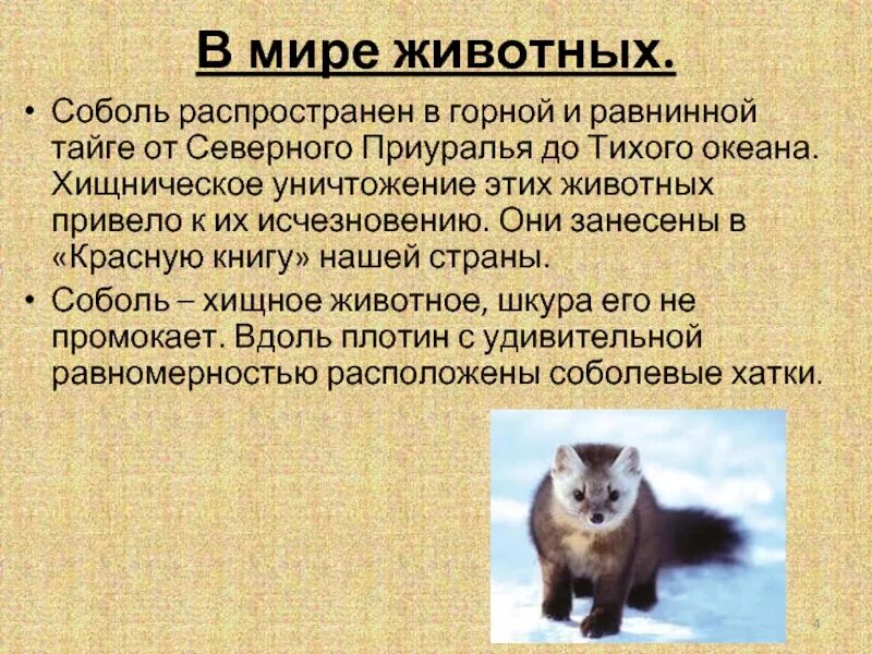 В настоящее время соболь встречается. Интересные факты о соболе. сообщение о соболе. соболь краткое описание. доклад о соболе животное.