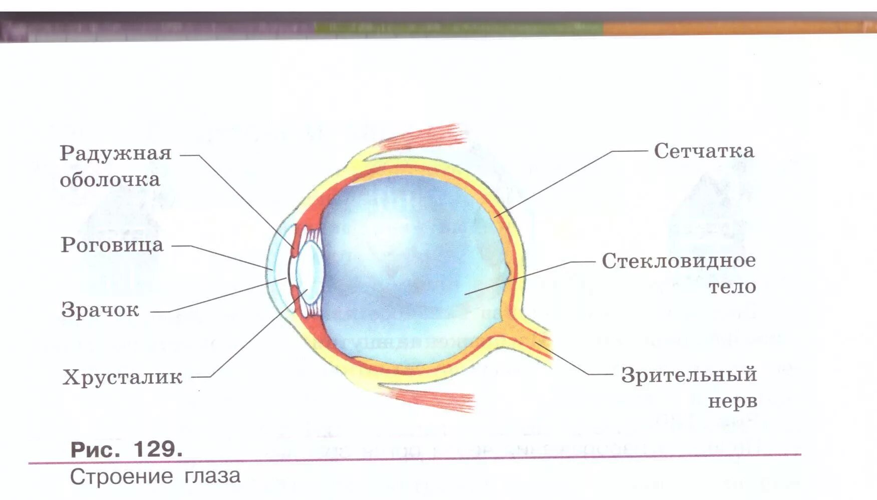 Схема строения глаза. Строение глаза человека схема. Строение глаза человека схема 3 класс. Строение глаза человека схема 4 класс. Глаз человека для детей