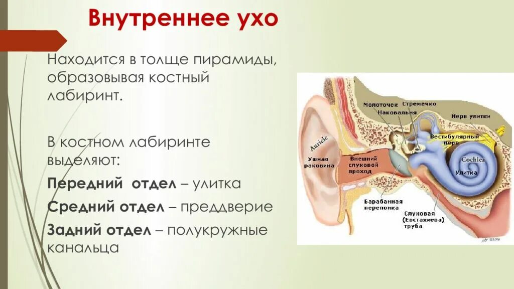Что находится в преддверии