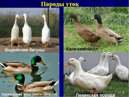 Как можно назвать утку