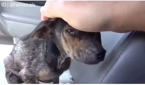 Спасись видео