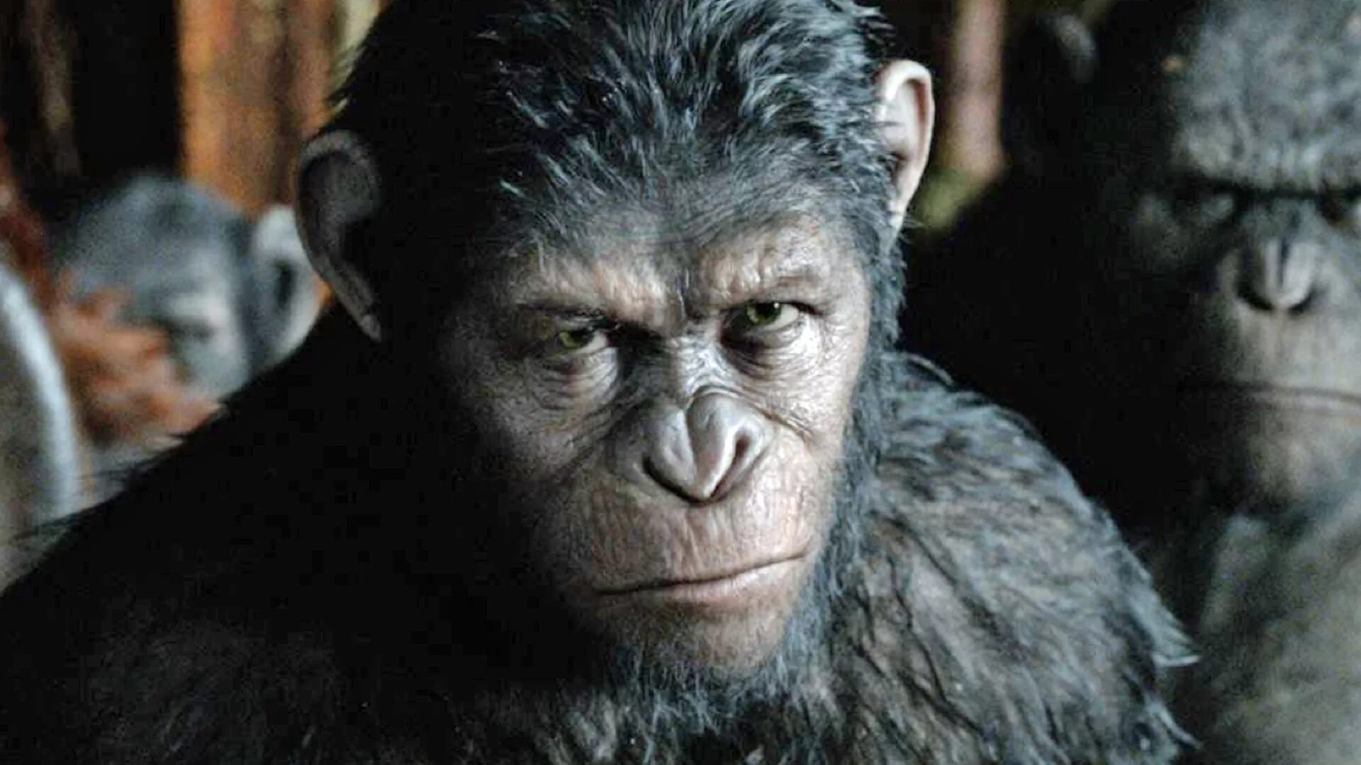 Планета обезьян 2024 год. Планета обезьян орангутанг 2001. Планета обезьян Эволюция Цезаря.