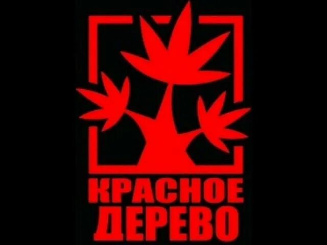 Росток красного клена. Красное дерево на звонок. Красное дерево mahogany. Красное дерево альбомы. Красное дерево махагони.