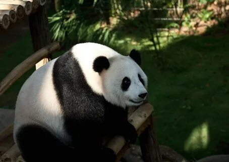 Panda give