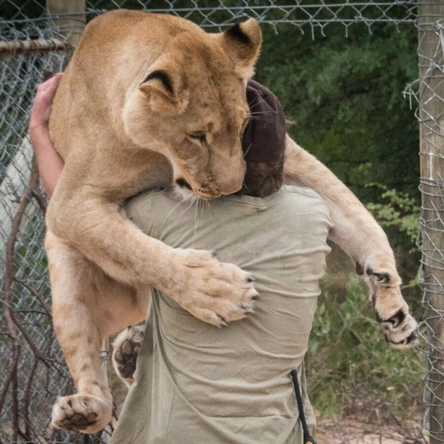 Погладить Льва. Потискала Льва. Львица кинули. Lioness hug.