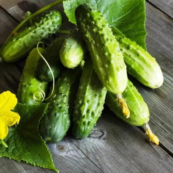 Покажи фото огурца O pepino é um fruto. "O chuchu, a abóbora, a vagem, o pepino, o pimentão, o quia