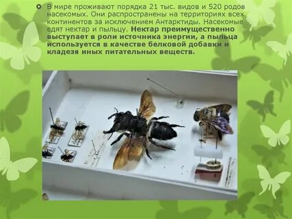 Роды насекомых