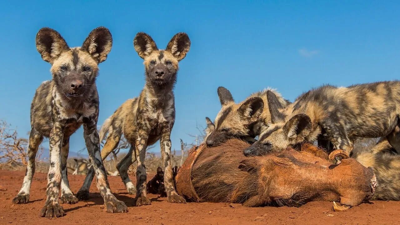 WILD ANIMAL CUTENESS :)))#cute# wildness# animals African animals, Bizarre anima