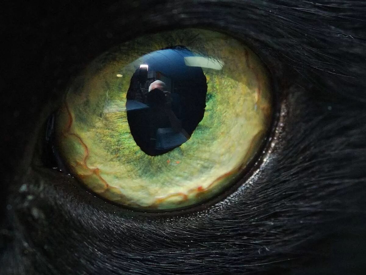 Глаз мир 4. Глаза кошки. Кошачий глаз. Зрачки кота. Хищные глаза.