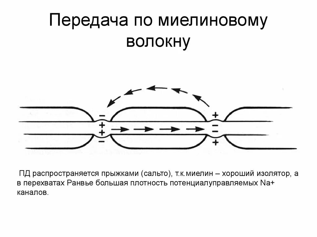 Схему передачи импульса по миелиновому и безмиелиновому волокну. Схема передачи импульса по миелиновому волокну. Передача нервного импульса по миелиновому волокну. Проведение возбуждения по миелиновым нервным волокнам.