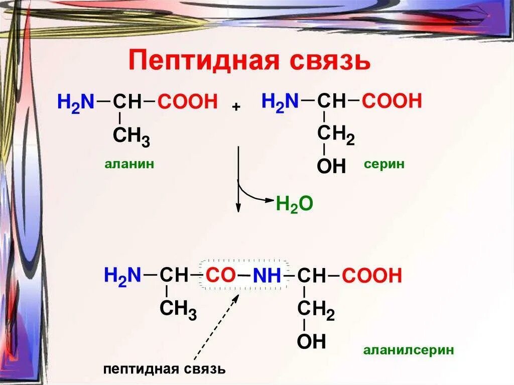 Укажите пептидную связь. Пептидная связь. Реакция образования пептидной связи. Образование пептидов из аминокислот. Образование пептидной связи между аминокислотами.