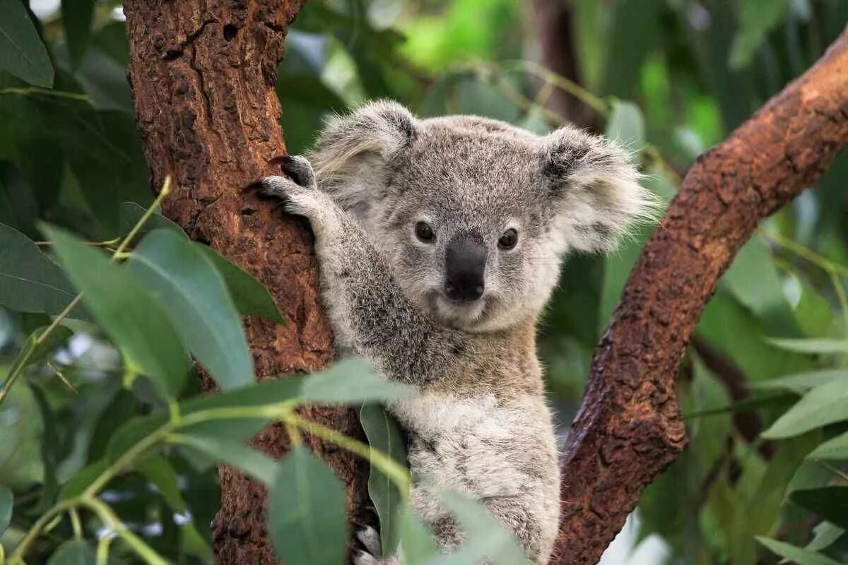 Животные Австралии коала. Лоун Пайн коала. Сумчатый медведь коала Австралия. Коала и материк Австралия. Австралийская коала