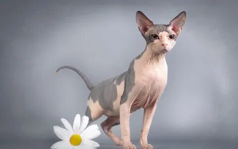 Фотографию кошки сфинкс
