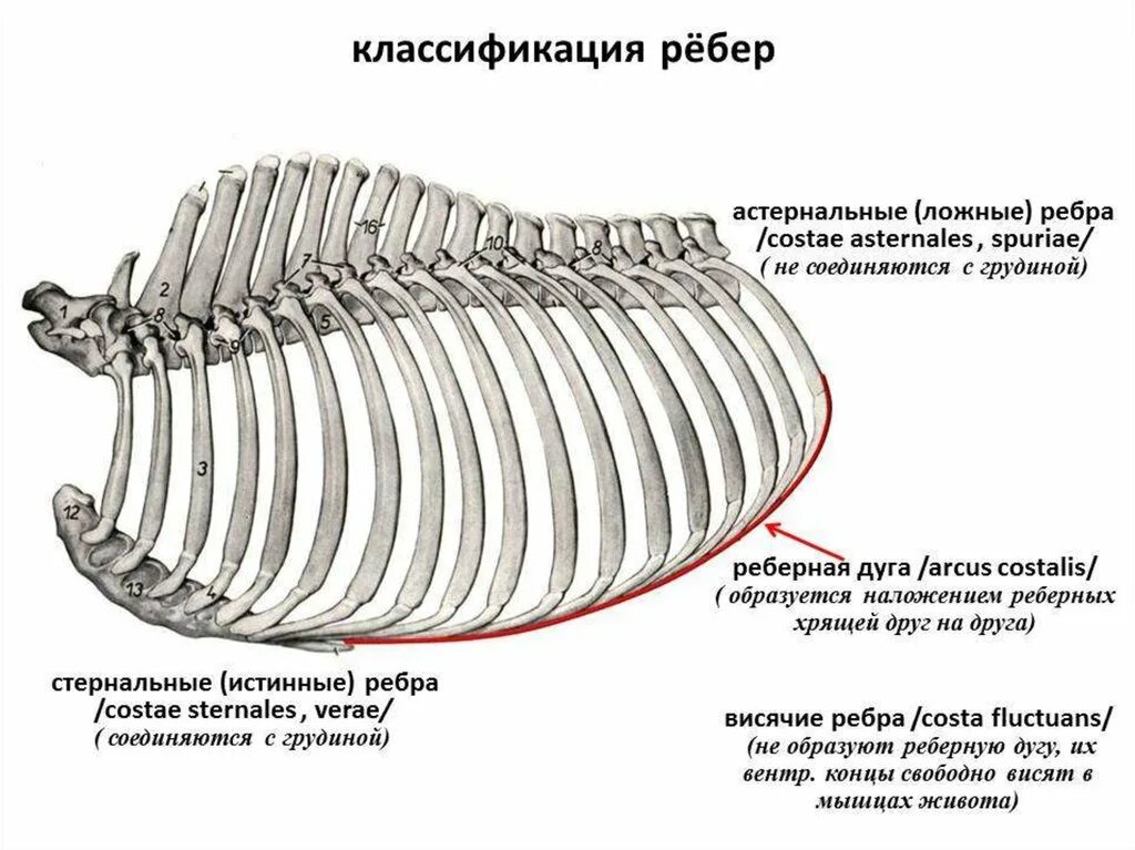 Грудная клетка коровы анатомия. Строение ребра КРС. Строение ребра лошади. Грудина КРС анатомия.