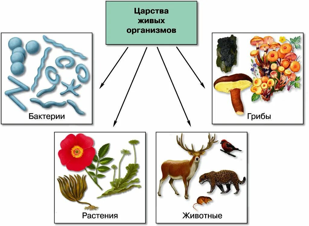 Представитель царства живых организмов. Живые организмы. Царства живых организмов грибы. Царство животных растений грибов бактерий. Бактерии грибы растения животные это царство.