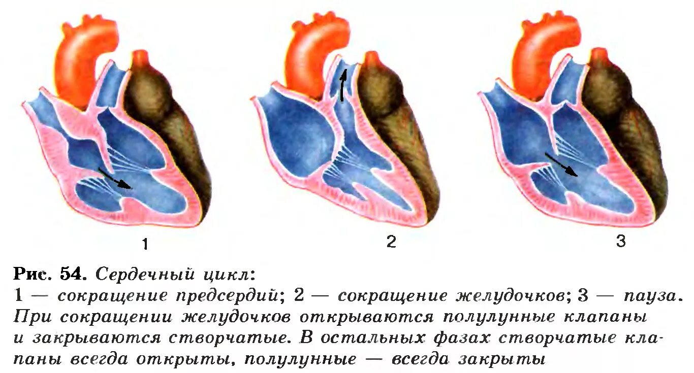 Фазы сердечного цикла схема. Цикл сердечной деятельности схема. Сердечный цикл биология 8 класс. Фазы сердечной деятельности схема. Сокращение мышц и работа сердца